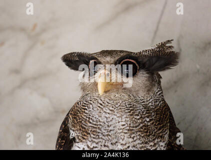 Portrait of angry frightened barred eagle-owl, also called the Malay eagle-owl, awaked and disturbed by strange sound and gazing enormous brown eyes Stock Photo