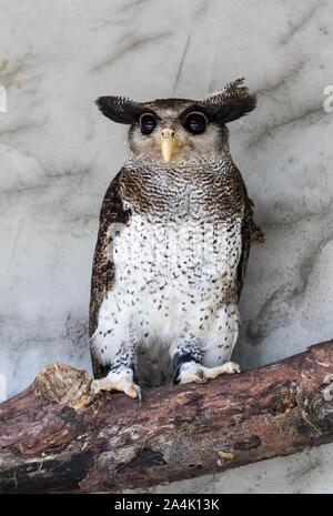 Portrait of angry frightened barred eagle-owl, also called the Malay eagle-owl, awaked and disturbed by strange sound and gazing enormous brown eyes Stock Photo