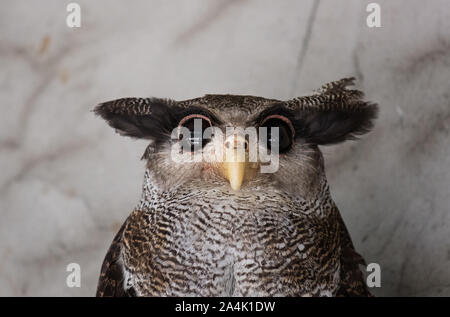 Portrait of angry frightened barred eagle-owl, also called the Malay eagle-owl, awaked and disturbed by strange sound and gazing enormous brown eyes Stock Photo