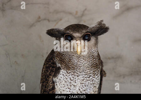 Portrait of angry frightened barred eagle-owl, also called the Malay eagle-owl, awaked and disturbed by strange sound and gazing enormous brown eyes Stock Photo