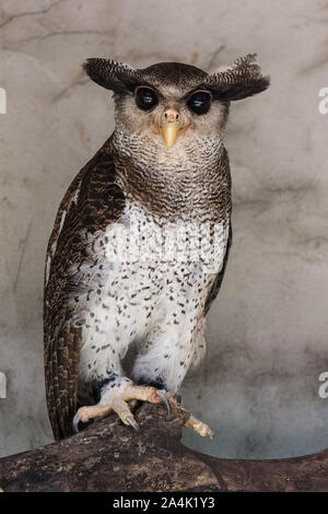 Portrait of angry frightened barred eagle-owl, also called the Malay eagle-owl, awaked and disturbed by strange sound and gazing enormous brown eyes Stock Photo