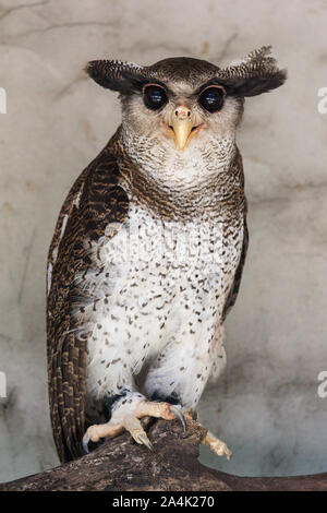 Portrait of angry frightened barred eagle-owl, also called the Malay eagle-owl, awaked and disturbed by strange sound and gazing enormous brown eyes Stock Photo