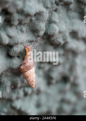 Cochlicella acuta aka pointed snail. Small but high-spired, pointy, air-breathing land snails. Stock Photo