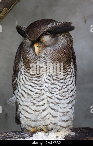 Portrait of sleeping barred eagle-owl, also called the Malay eagle-owl with large beautiful brown eyes and feathers eyebrows. Bubo sumatranus Stock Photo