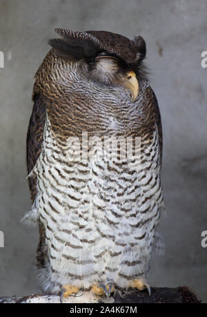 Portrait of sleeping barred eagle-owl, also called the Malay eagle-owl with large beautiful brown eyes and feathers eyebrows. Bubo sumatranus Stock Photo