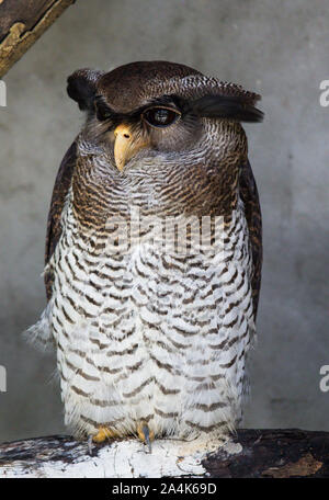 Portrait of sleeping barred eagle-owl, also called the Malay eagle-owl with large beautiful brown eyes and feathers eyebrows. Bubo sumatranus Stock Photo