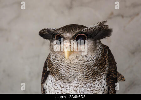 Portrait of angry frightened barred eagle-owl, also called the Malay eagle-owl, awaked and disturbed by strange sound and gazing enormous brown eyes. Stock Photo