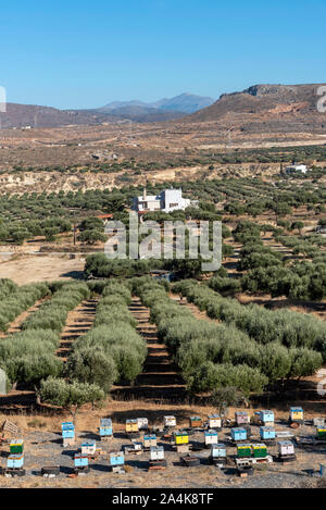 Kato Gouves, Crete, Greece. October 2019.  Olive trees and bee hives on farmland close to Gouves on the northern coast.