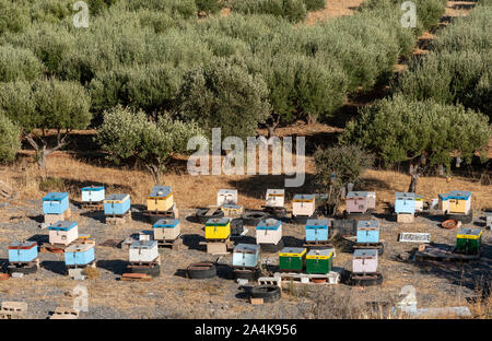 Kato Gouves, Crete, Greece. October 2019.  Olive trees and bee hives on farmland close to Gouves on the northern coast.