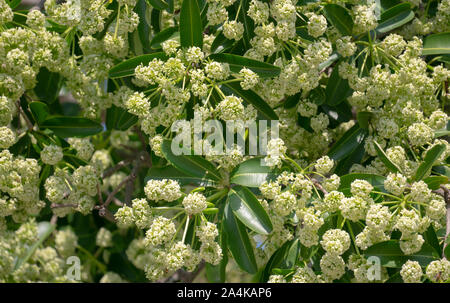 Devil tree or blackboard Tree ( Alstonia scholaris ) with flowers have a pungent smell Stock Photo