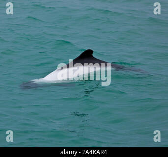 Delfin de Commerson o Tonina Overa (Cephalorhynchus commersonii),Ria Deseado, Puerto Deseado, Patagonia, Argentina. Commerson's Dolphin Stock Photo