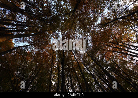 National Park of Abruzzo, Lazio and Molise - The tops of beech trees in October Stock Photo