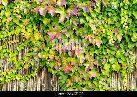 Background of colorful wine leaves overgrow a wall in a garden in autumn/fall. Nature is painting colorful leaves. Stock Photo