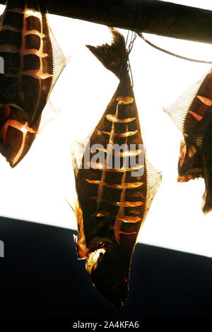 Lofoten. Lofotfiske. Dried fish. Stock Photo