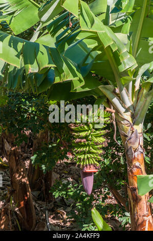 A healthy crop of bananas is hanging on a flowering banana plant. The plantation with other banana plants is in the background. Stock Photo