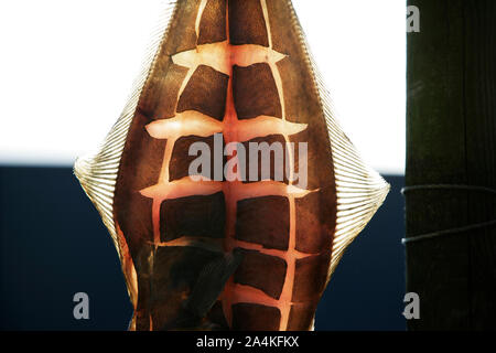 Lofoten. Lofotfiske. Dried fish. Stock Photo