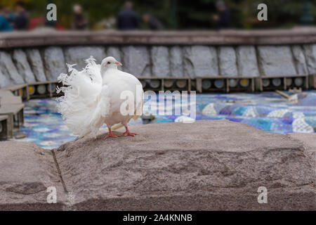 A large white peacock dove with a fluffy wavy tail stands on a stone parapet. City bird, purebred wedding dove, close-up Stock Photo