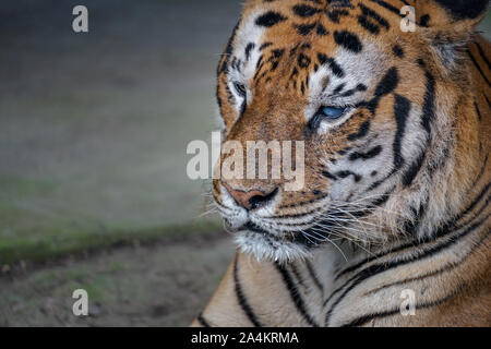 : Tiger tigress face fierce and wild beautiful big cat t