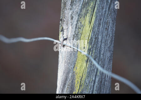 Old fence pale. Pole. Stock Photo