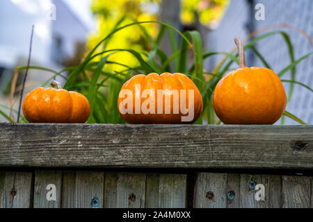 Mini pumpkins on a piece of wood Stock Photo