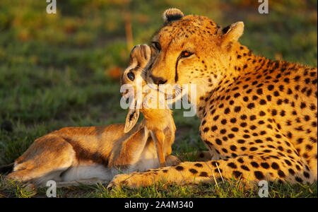 Cheetah (Hunting Leopard) killing prey, Thomson's Gazelle. Masai Mara in Kenya, Africa. Stock Photo