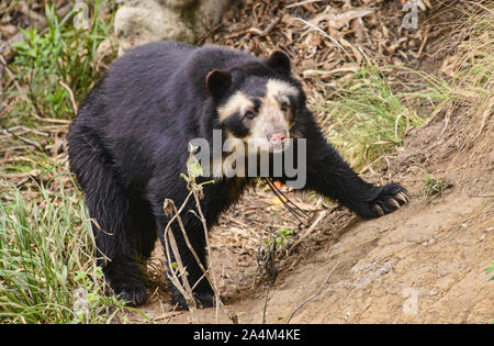Spectacled bear (Tremarctos ornatus), Cuenca, Ecuador Stock Photo