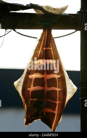 Dried fish. Lofotfiske. Lofoten Stock Photo