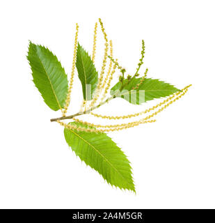 Chestnut branch with catkins isolated on white Stock Photo