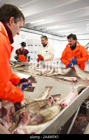 Fishing industry. RÂØst fishing port, Lofoten. Stock Photo