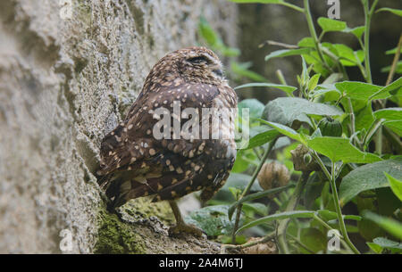 Pacific pygmy owl (Glaucidium peruanum), Ecuador Stock Photo