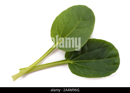Tatsoi leaves isolated on white background Stock Photo