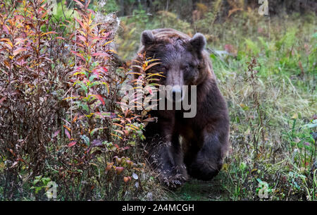 a huge grizzy bear running towards the camera very fast and maintaning eye contact Stock Photo