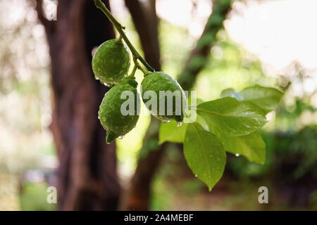 Green fresh lime hanging on tree with rain drops, closeup Stock Photo