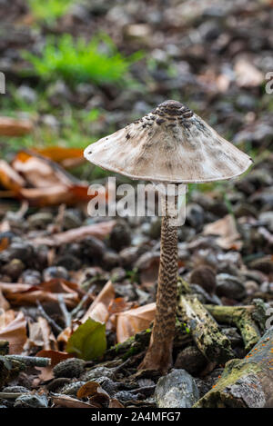 Parasol mushroom (Macrolepiota procera) in beech forest in autumn / fall Stock Photo