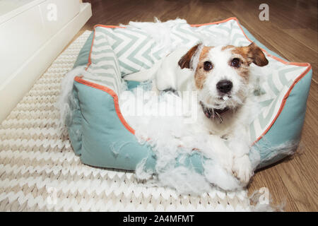 Dog destroys 2024 dog bed