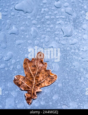 Autumn leaf on wet surface Stock Photo