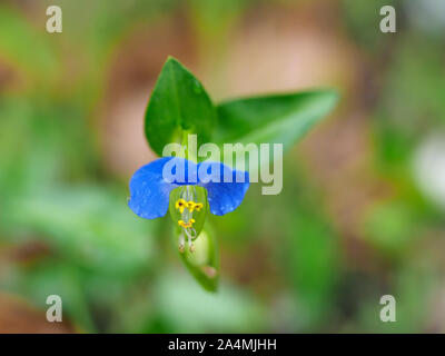 Commelina communis aka Asiatic dayflower. Detail of a single azure blue flower. Stock Photo