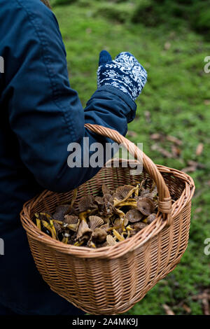 Person with mushrooms in basket Stock Photo