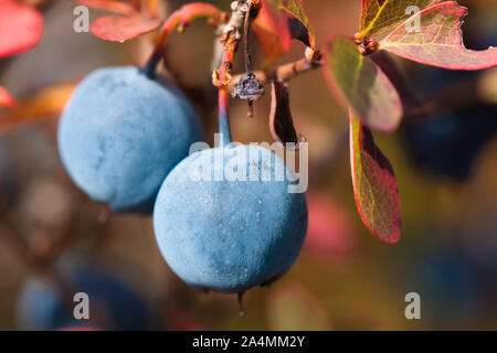fresh ripe blueberry in the forest, closeup Stock Photo