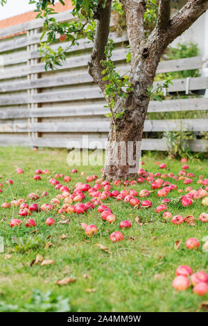 Fallen apples on lawn Stock Photo