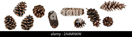 A big set of coniferous cones, spruce, pine, fir, from different angles, isolated on a white background Stock Photo