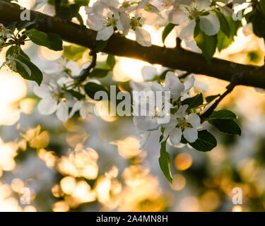 Blossoms on twig Stock Photo