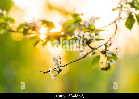 Blossoms on twig Stock Photo
