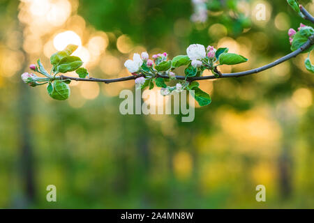 Blossoms on twig Stock Photo