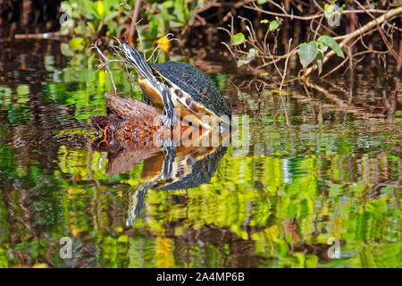 Coastal plain cooter climbing onto log; reflection, water; turtle; Pseudemys concinna floridana; marine wildlife; reptile group; animal, nature, Loxa Stock Photo