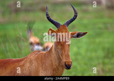 Topi close-up; medium size antelope; Damaliscus lunatus; herbivores; lyre-shape horns; animal; nature; wildlife; Serengeti National Park; Tanzania; Af Stock Photo