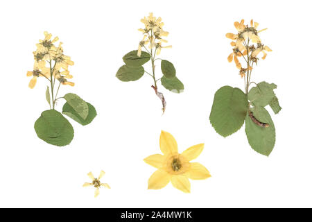 Herbarium. Composition of pressed and dried plants with white and yellow flowers on white background. Stock Photo