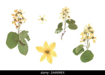 Dried plants, herbs and yellow rose flower petals in a grey, dirty clay  pot. Wiccan witch altar with ingredients on it ready to make cast a spell  Stock Photo - Alamy