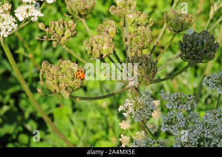 Seven spot Ladybird (Coccinella septempunctata) on sedd head of Hogweed (Heracleum sphondylium.) Stock Photo