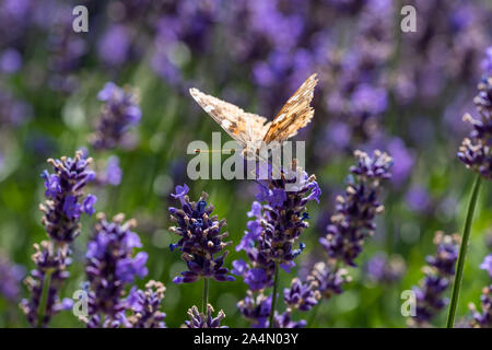 butterfly on a violet lavender blossom macro in a field of blooms,wings spread,bright sunshine,blurred natural background Stock Photo